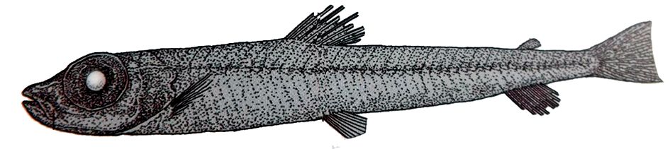 Nansenia tenera_01.jpg